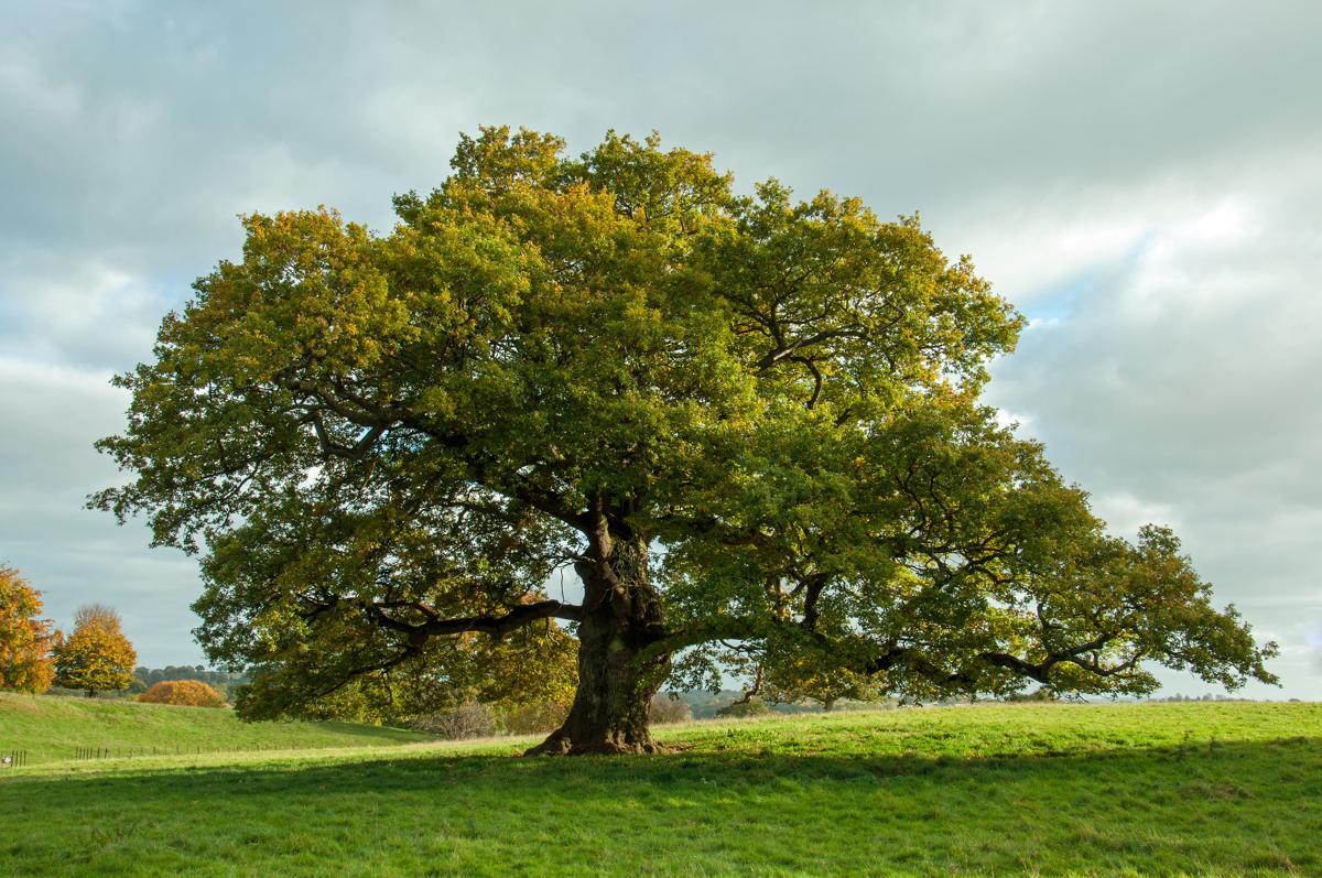 Oak Tree