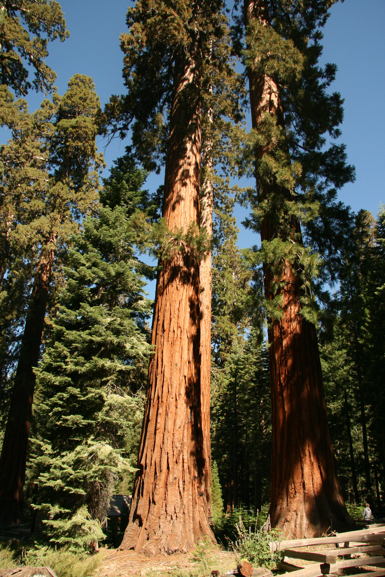 Redwood Tree