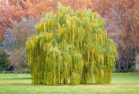 Willow Tree