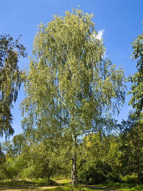 Birch Tree