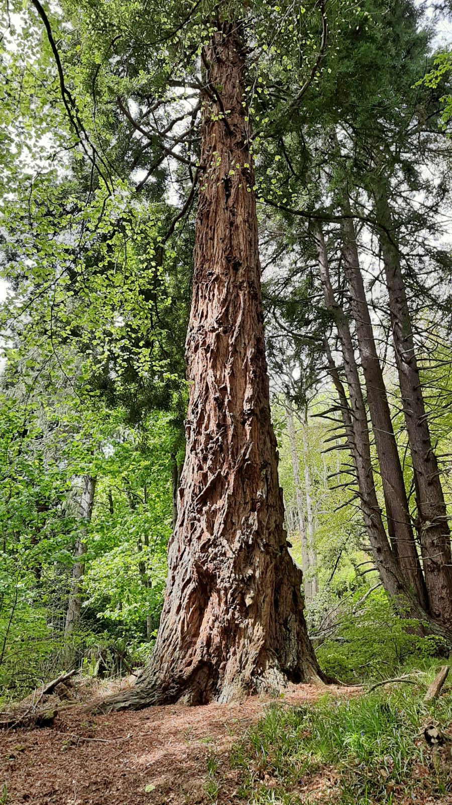 Sequoia Tree